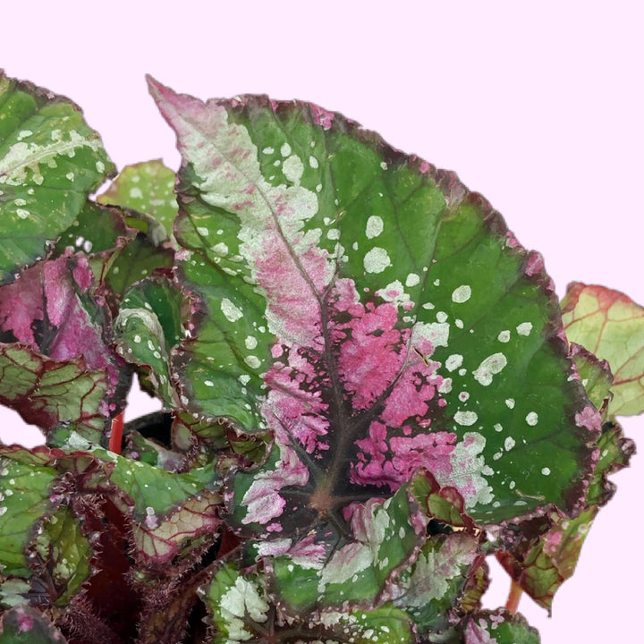 Begonia - Alaska Creek - Shop Online!