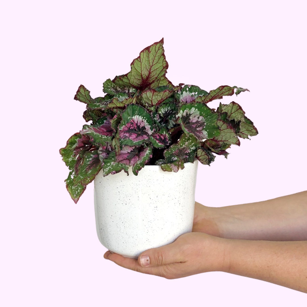 Begonia - Alaska Creek - Shop Online!
