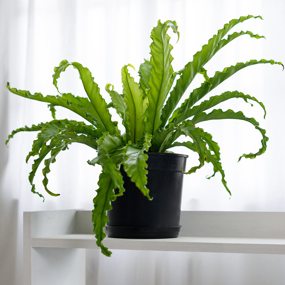 Birds Nest Fern - Large - Shop Online!