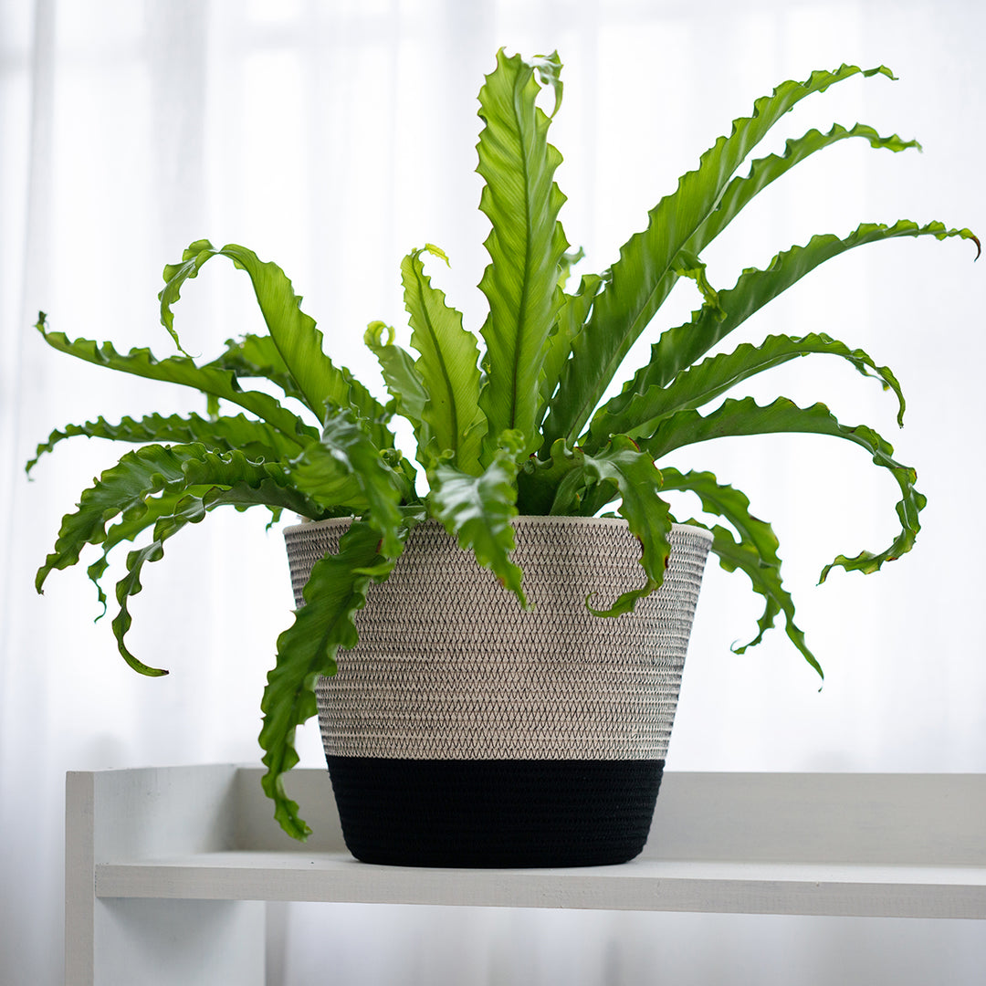 Birds Nest Fern - Osaka - Shop Online!