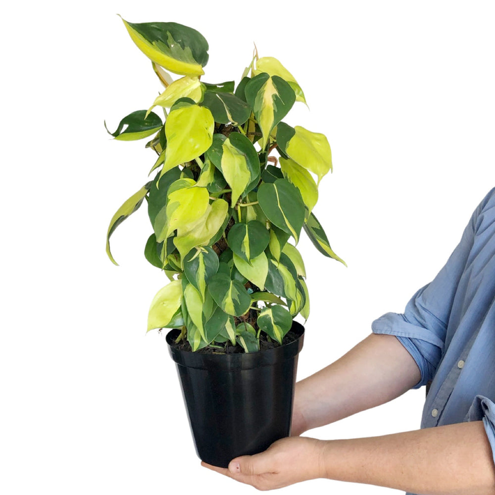 Philodendron Brasil - Mosspole - Shop Online!