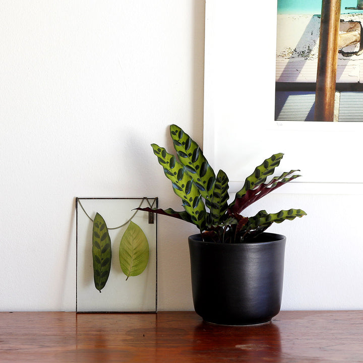VELT Botanical Frame - Mixed Foliage - Shop Online!