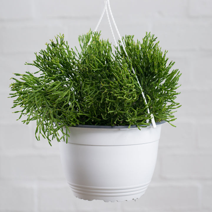 Coral Cactus - LARGE - Shop Online!