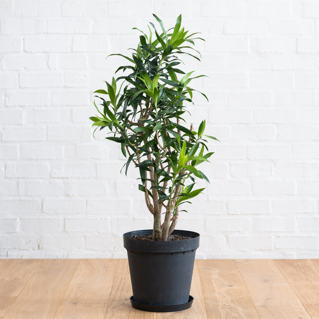 Dragon Tree - Reflexa - Extra Large - Shop Online!