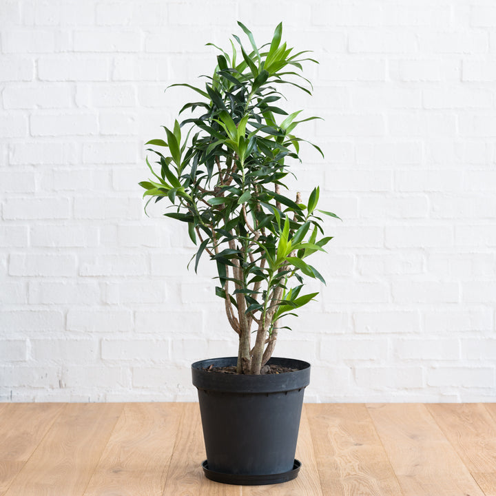 Dragon Tree - Reflexa - Extra Large - Shop Online!