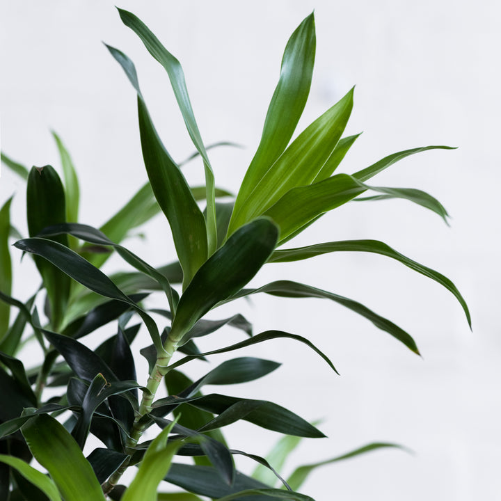 Dragon Tree - Reflexa - Shop Online!