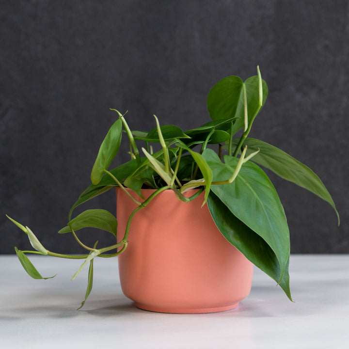 Emerson Pot - Neon - Shop Online!