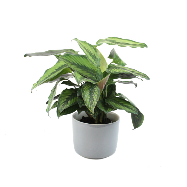 Calathea Beauty Star - Shop Online!