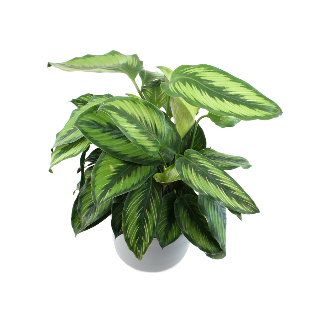 Calathea Beauty Star - Shop Online!