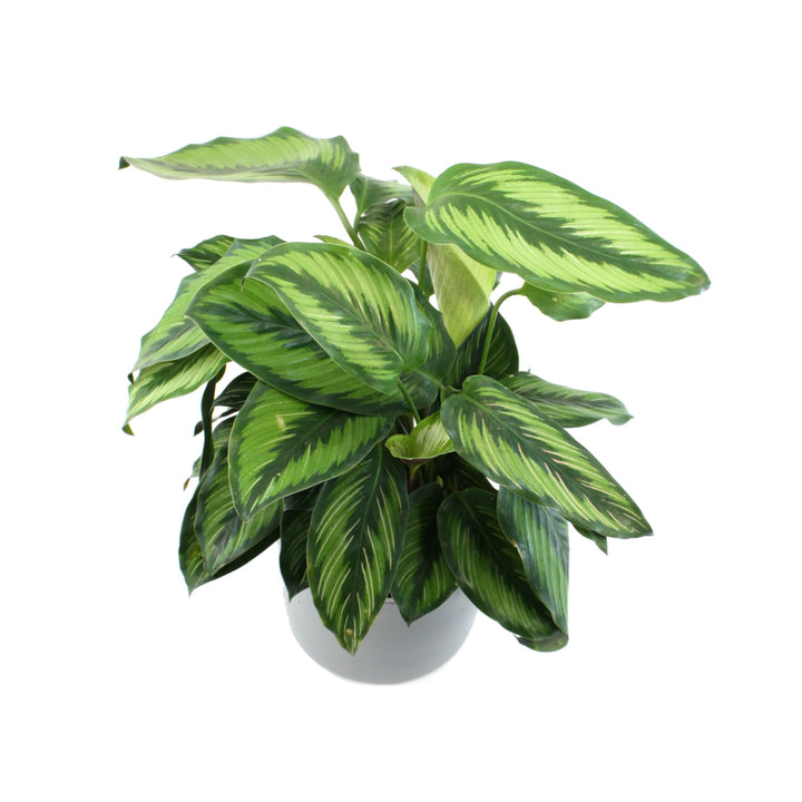 Calathea Beauty Star - Shop Online!