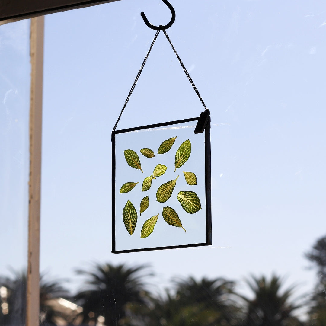 VELT Botanical Frame - Fittonia - Shop Online!