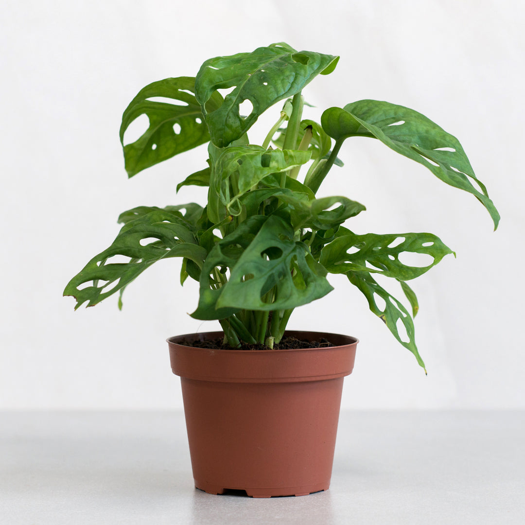 Swiss Cheese Plant - Shop Online!