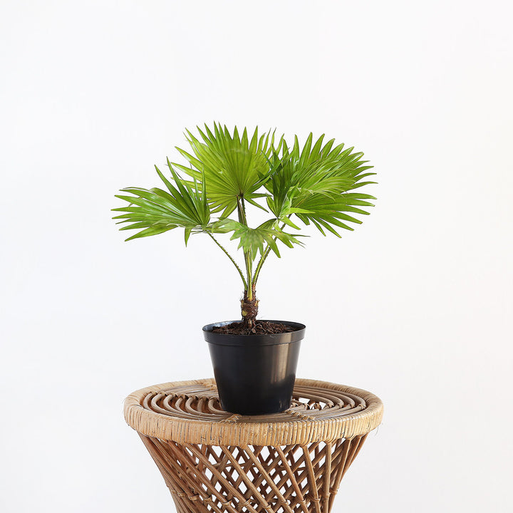 Footstool Palm - Shop Online!