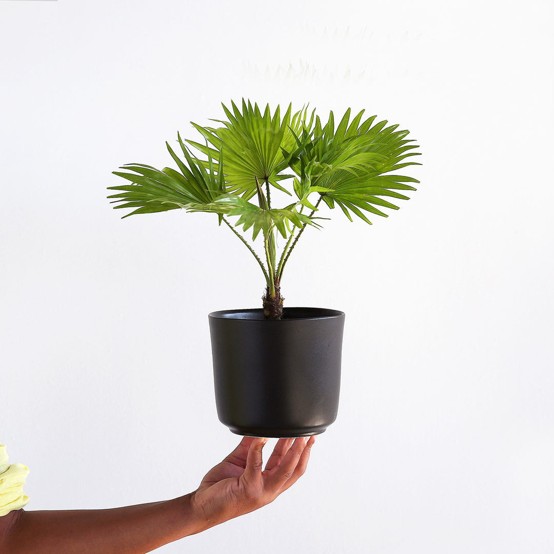 Footstool Palm - Shop Online!