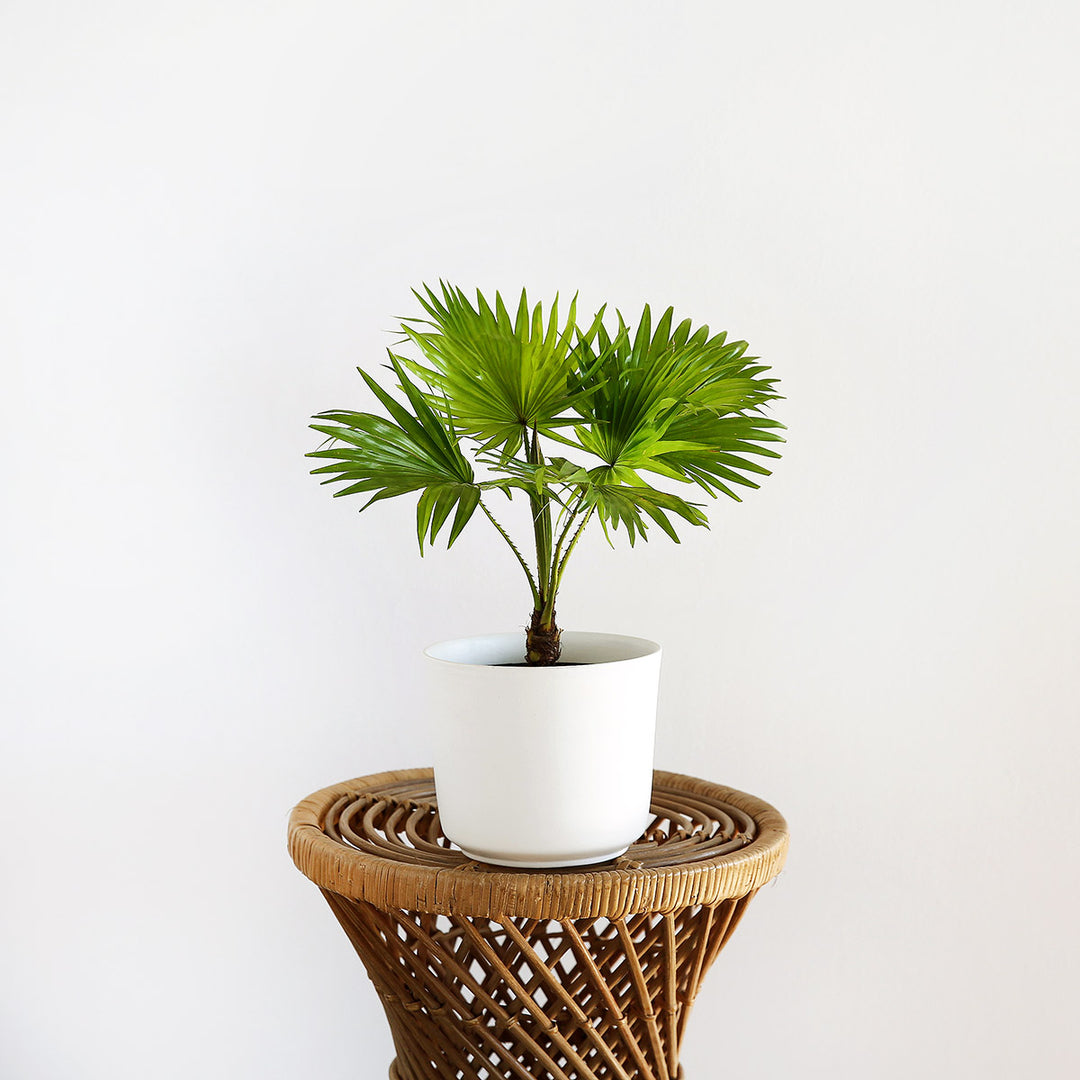 Footstool Palm - Shop Online!