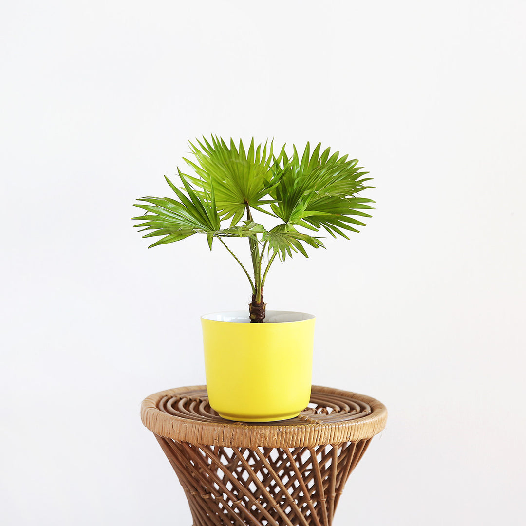 Footstool Palm - Shop Online!