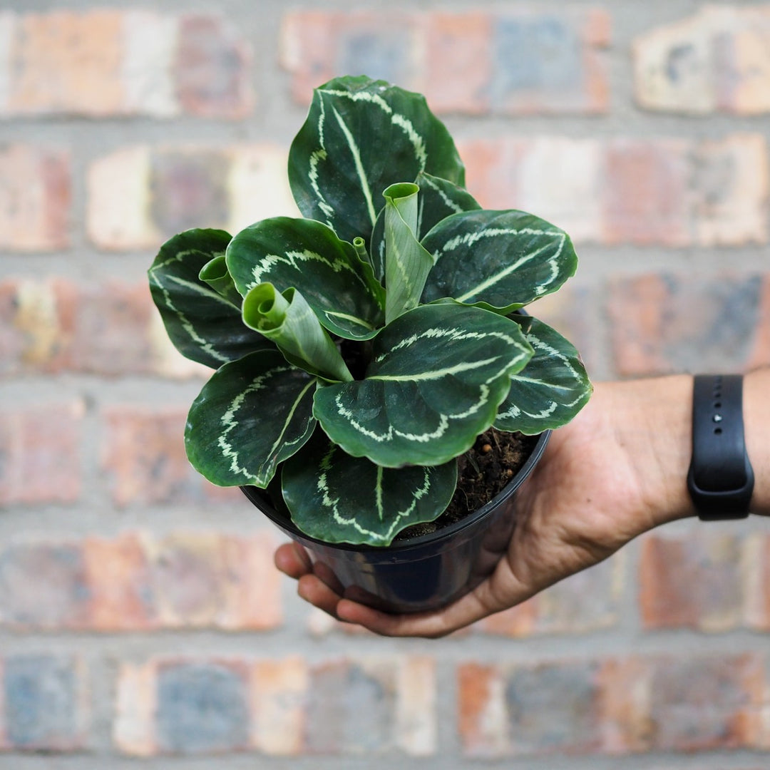 Calathea Green Lipstick - Shop Online!