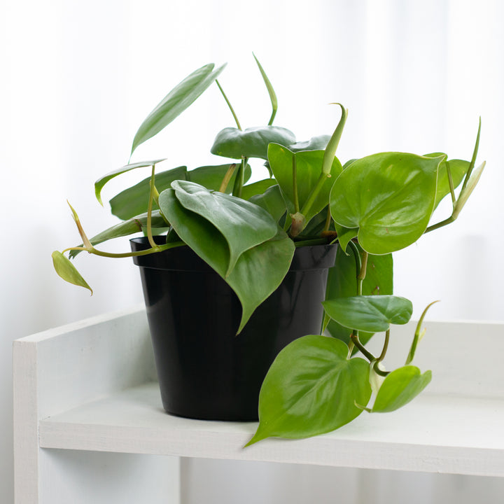Heart Leaf Philodendron - Shop Online!