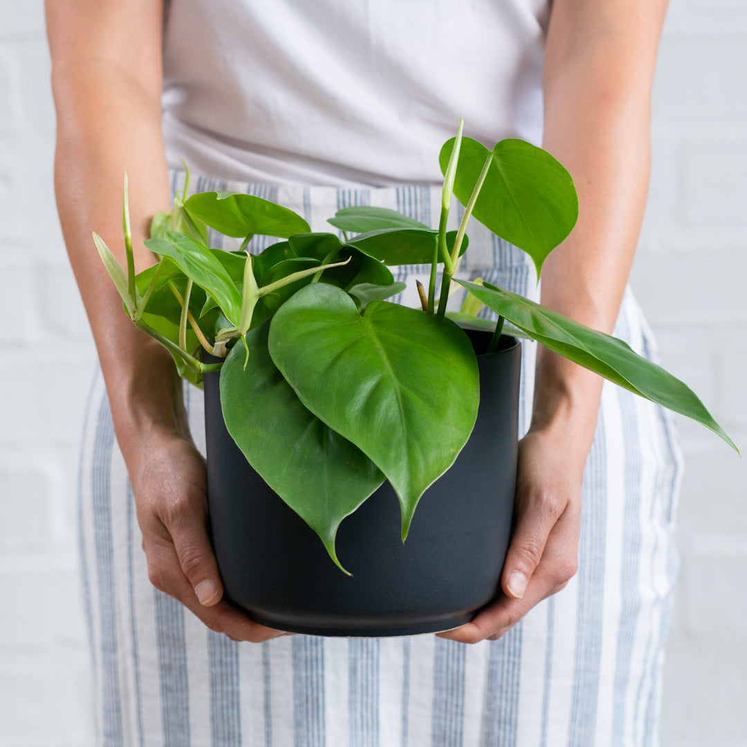 Heart Leaf Philodendron - Shop Online!