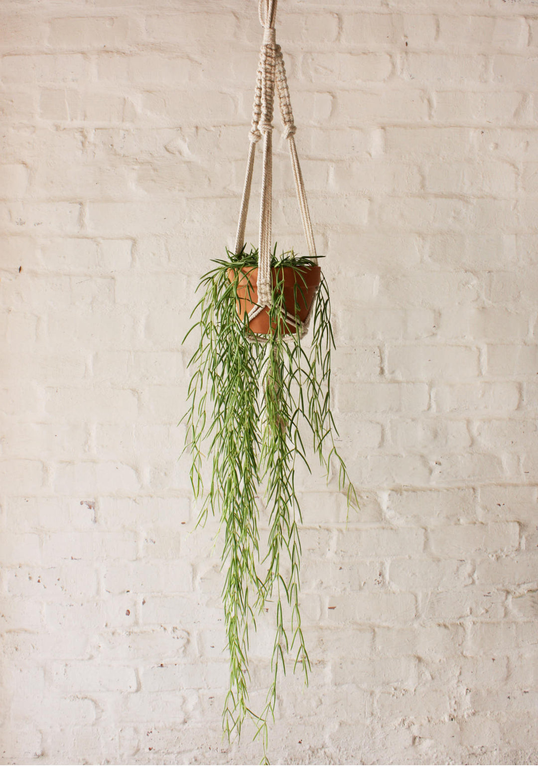 Hoya Linearis - Shop Online!