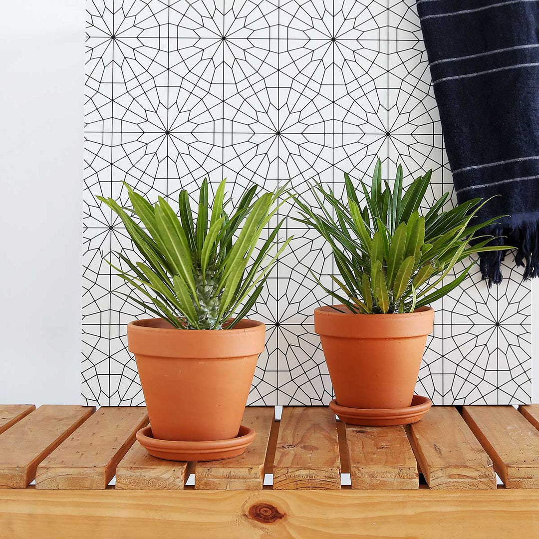 Madagascar Palm - Shop Online!