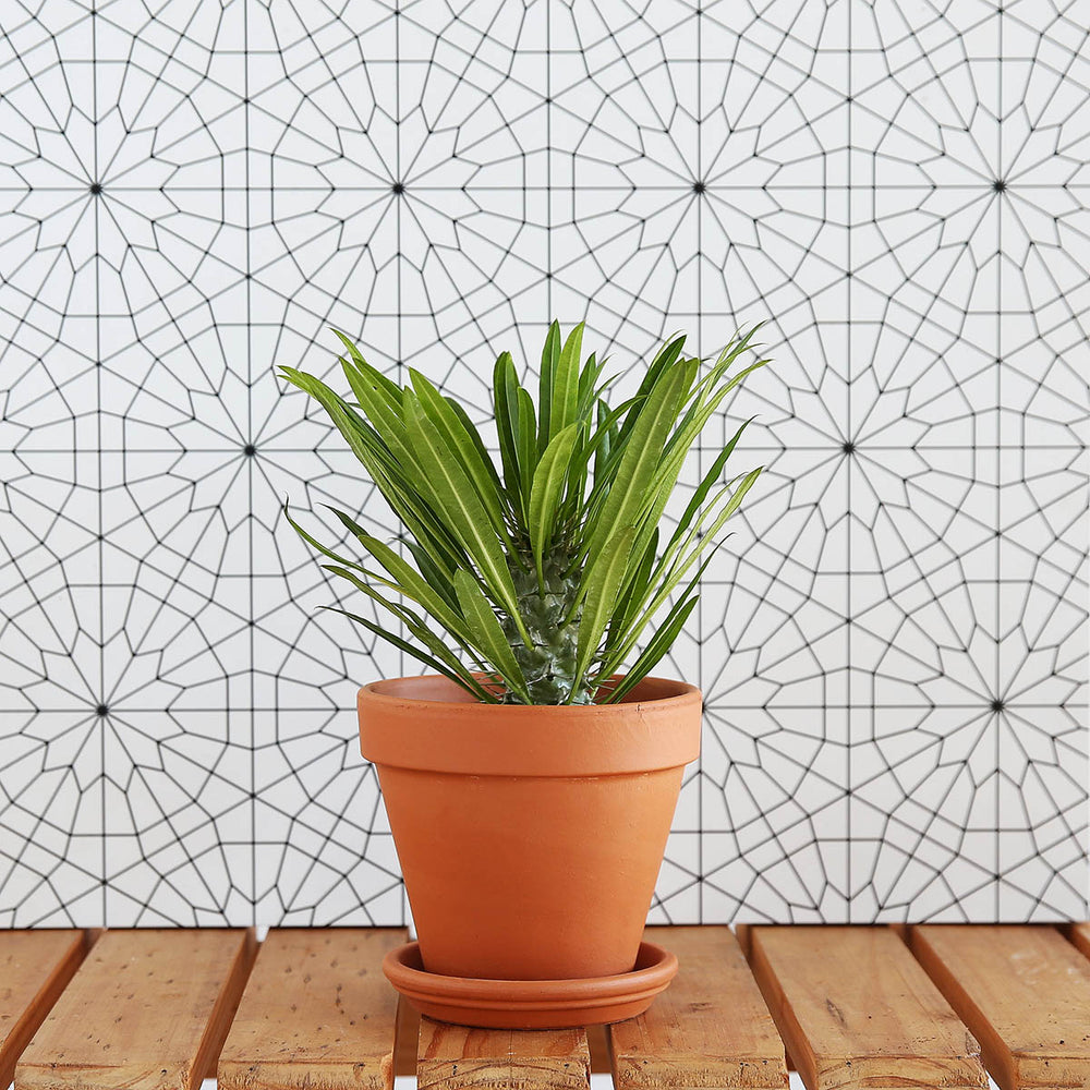 Madagascar Palm - Shop Online!