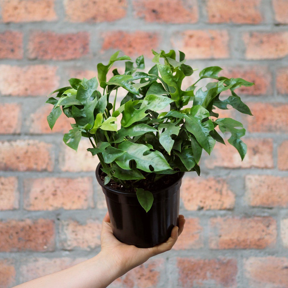 Mini Monstera - Bushy - Shop Online!