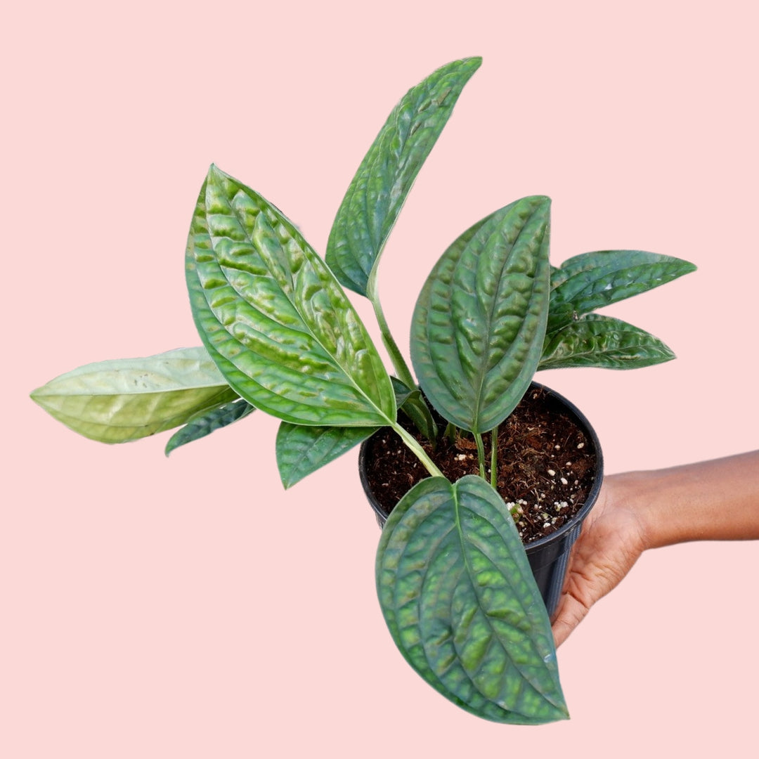 Monstera Peru - Shop Online!