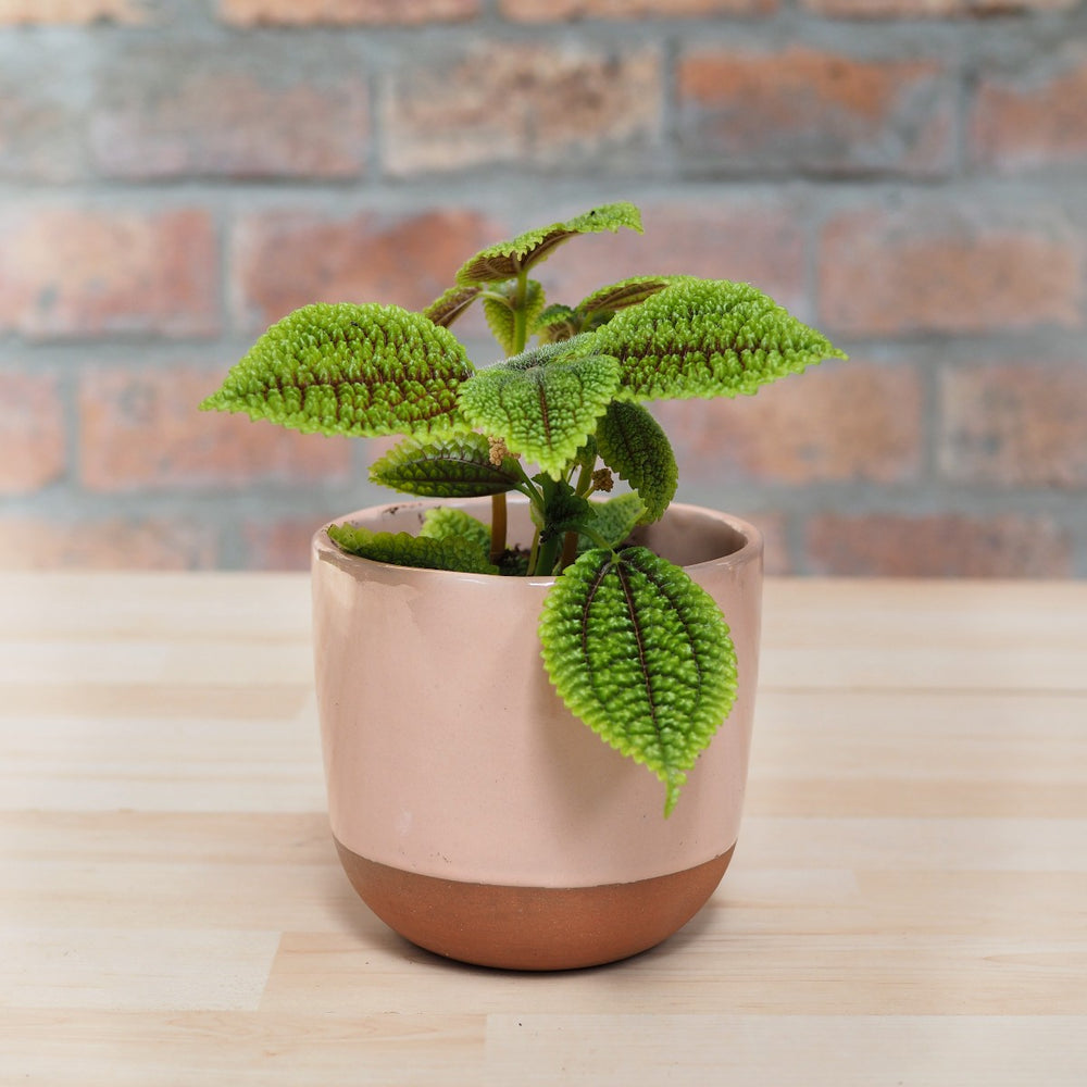 Moon Valley Pilea - Shop Online!