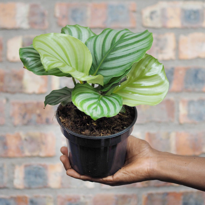 Calathea Orbifolia - Shop Online!