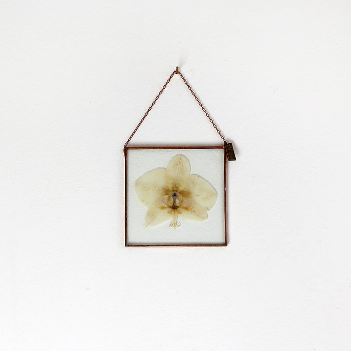VELT Botanical Frame - Orchid - Shop Online!