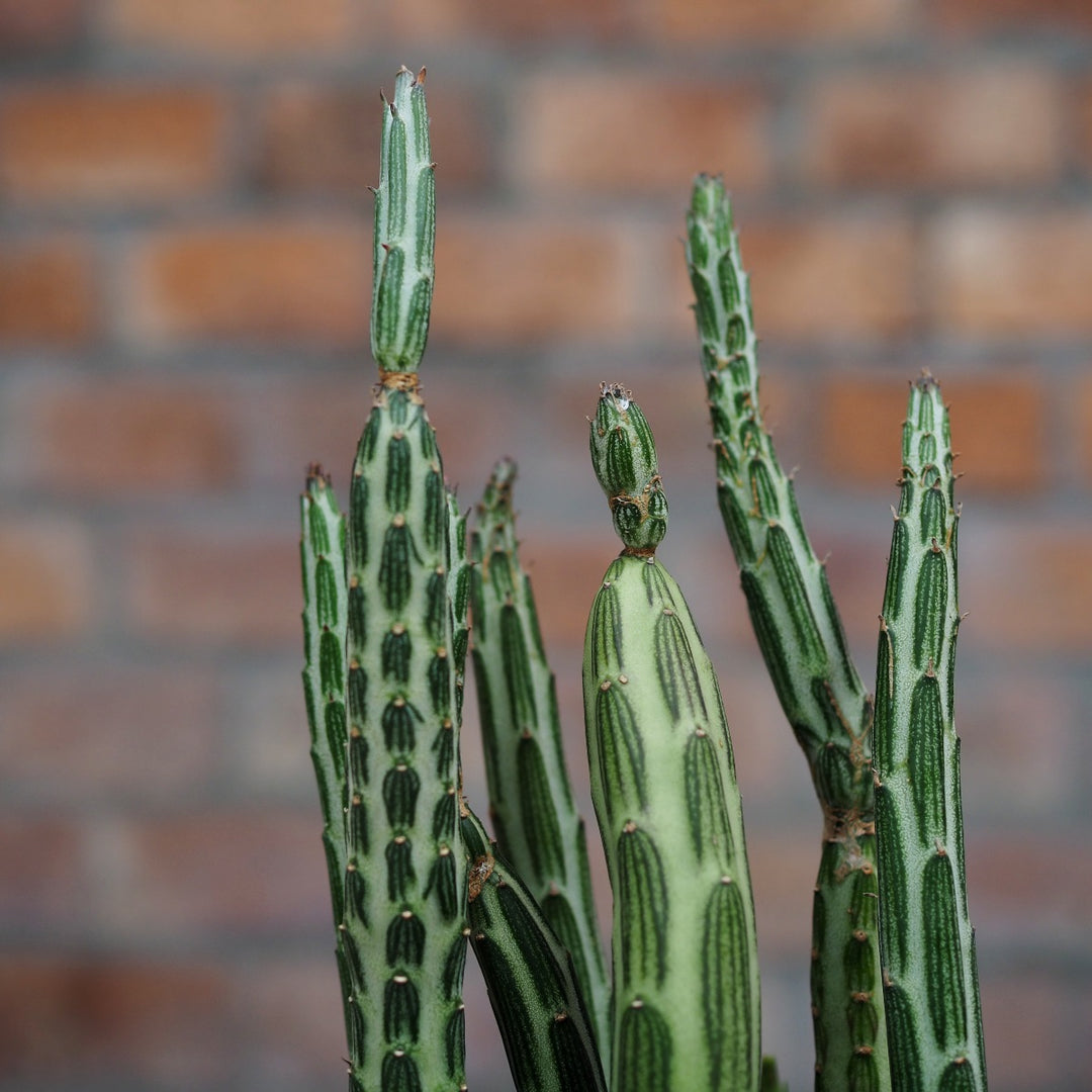 Pickle Plant - Shop Online!