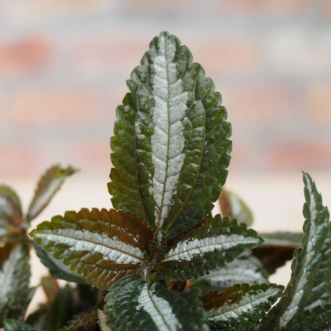 Silver Tree Plant - Shop Online!