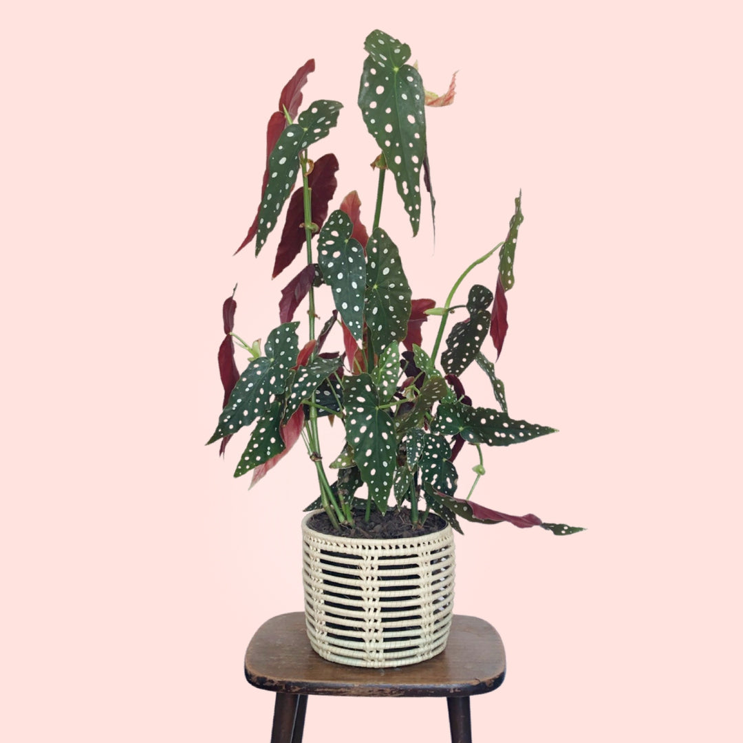Polka Dot Begonia - LARGE - Shop Online!
