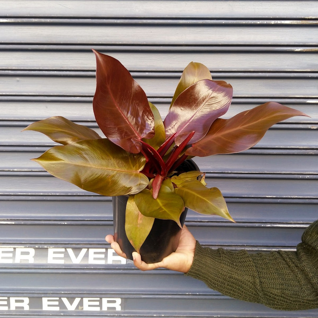 Philodendron - Prince of Orange - Shop Online!