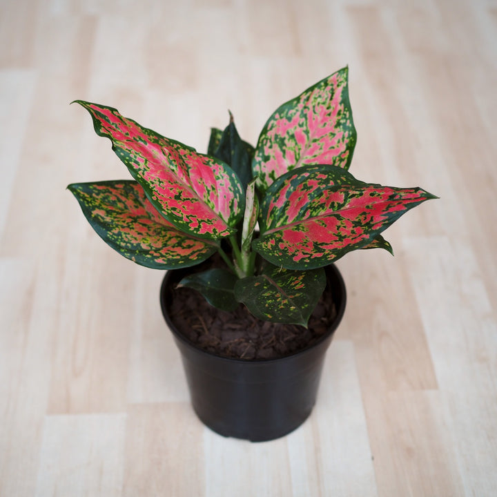 Chinese Evergreen - Red Valentine - Shop Online!