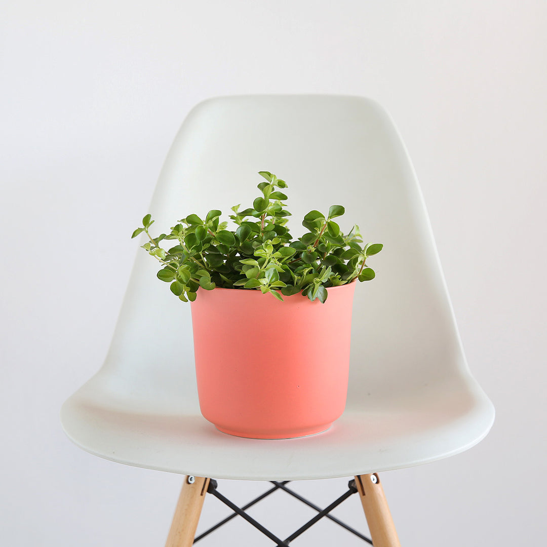 Round Leaf Peperomia - Shop Online!