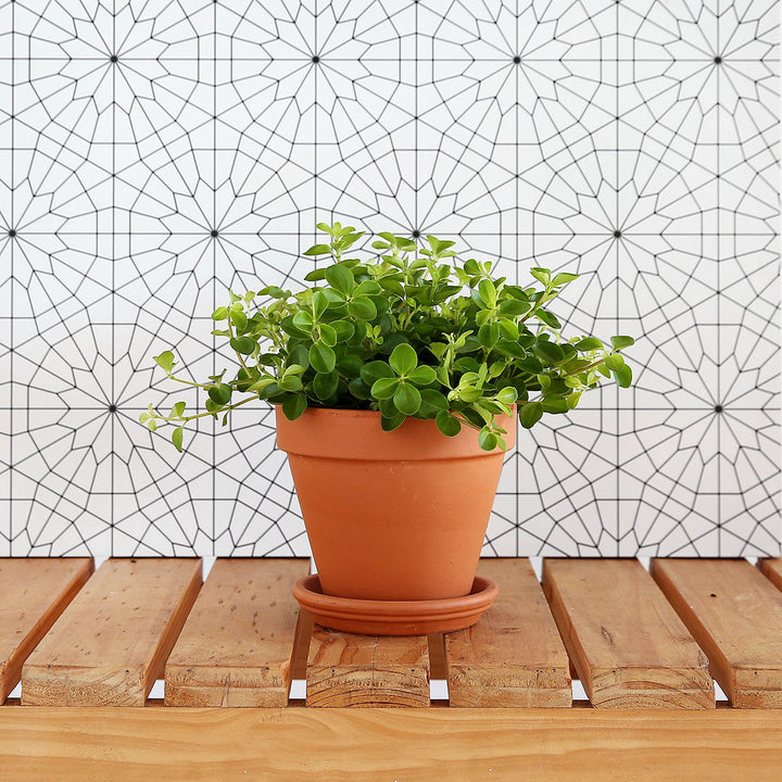 Round Leaf Peperomia - Shop Online!