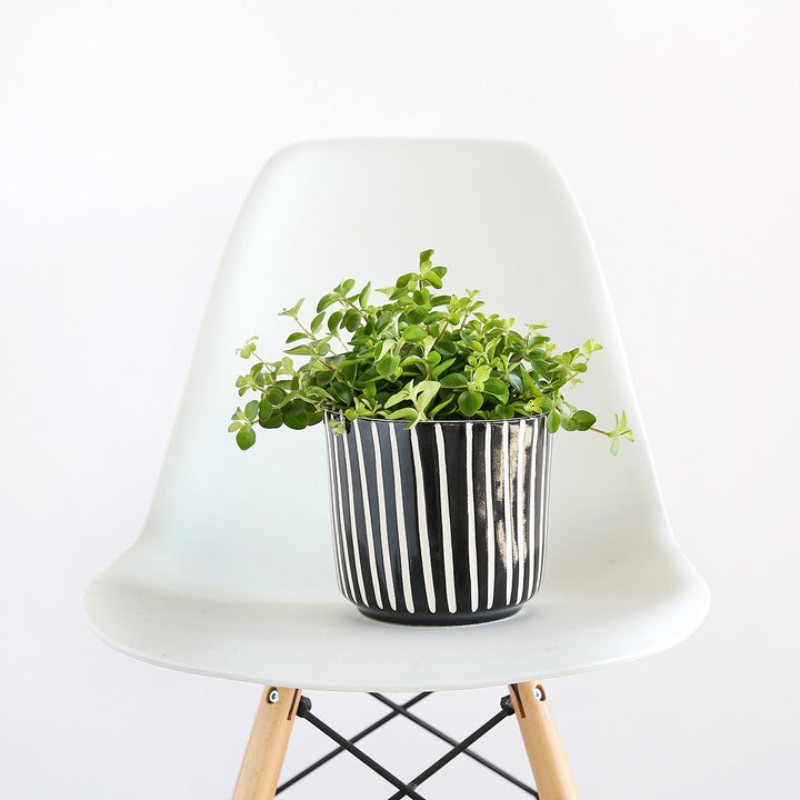 Round Leaf Peperomia - Shop Online!