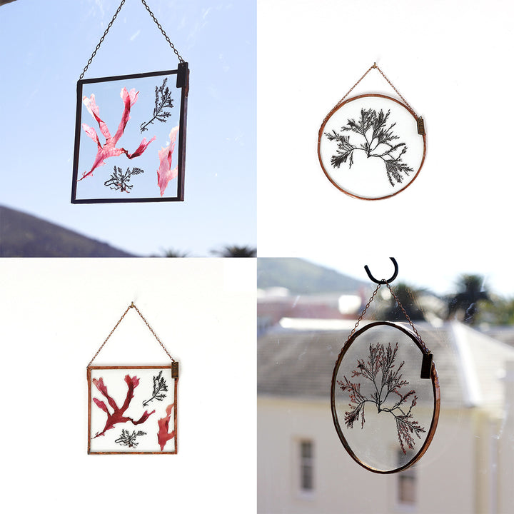 VELT Botanical Frame - Seaweeds - Shop Online!