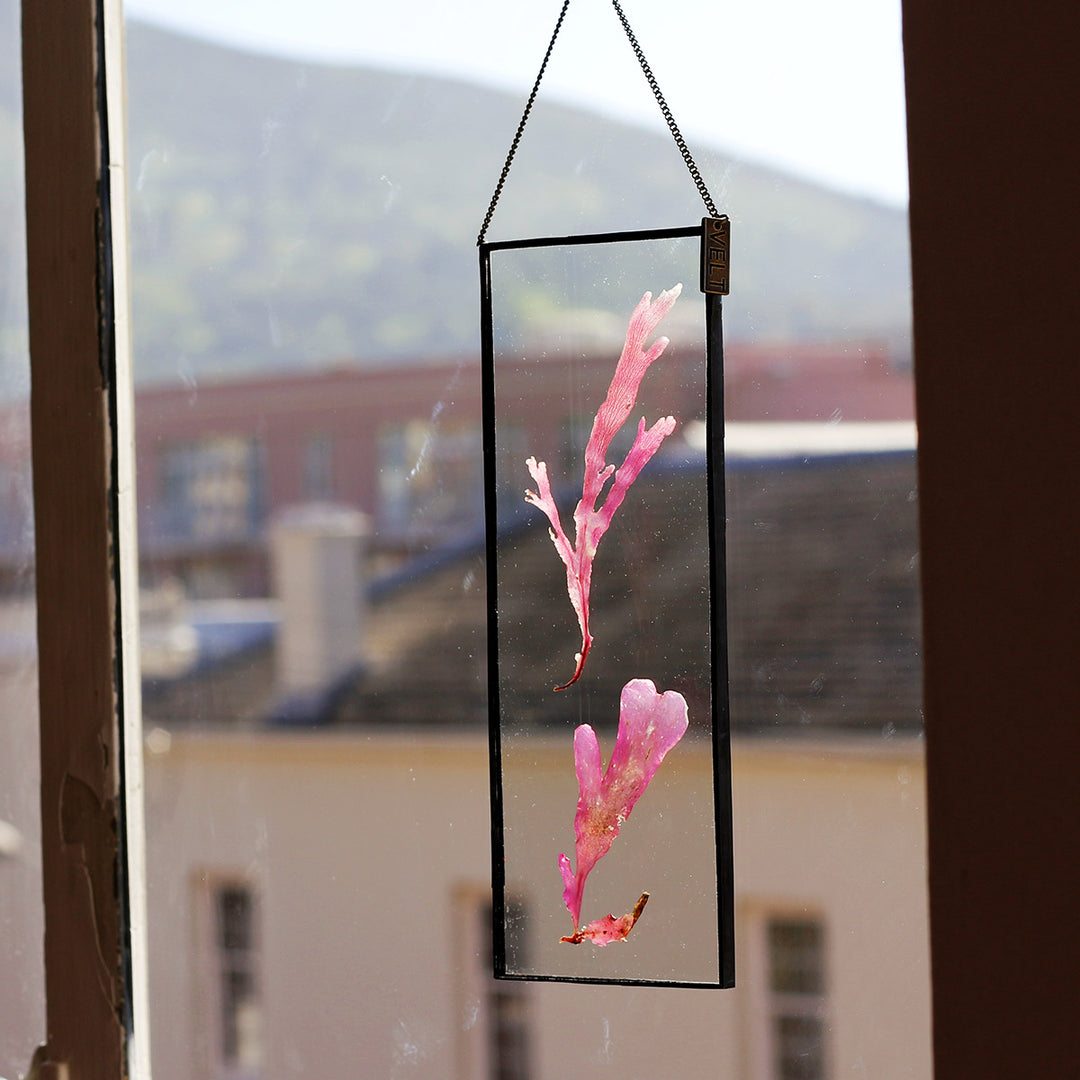 VELT Botanical Frame - Seaweeds - Shop Online!