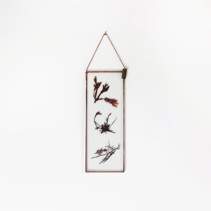 VELT Botanical Frame - Seaweeds - Shop Online!
