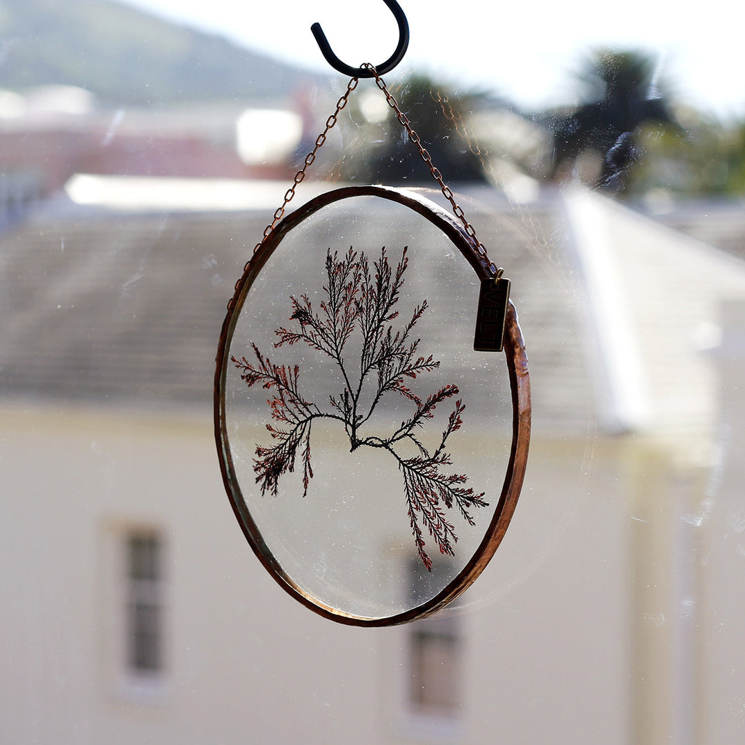 VELT Botanical Frame - Seaweeds - Shop Online!