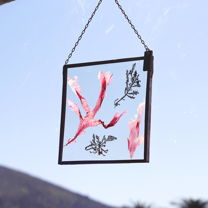 VELT Botanical Frame - Seaweeds - Shop Online!