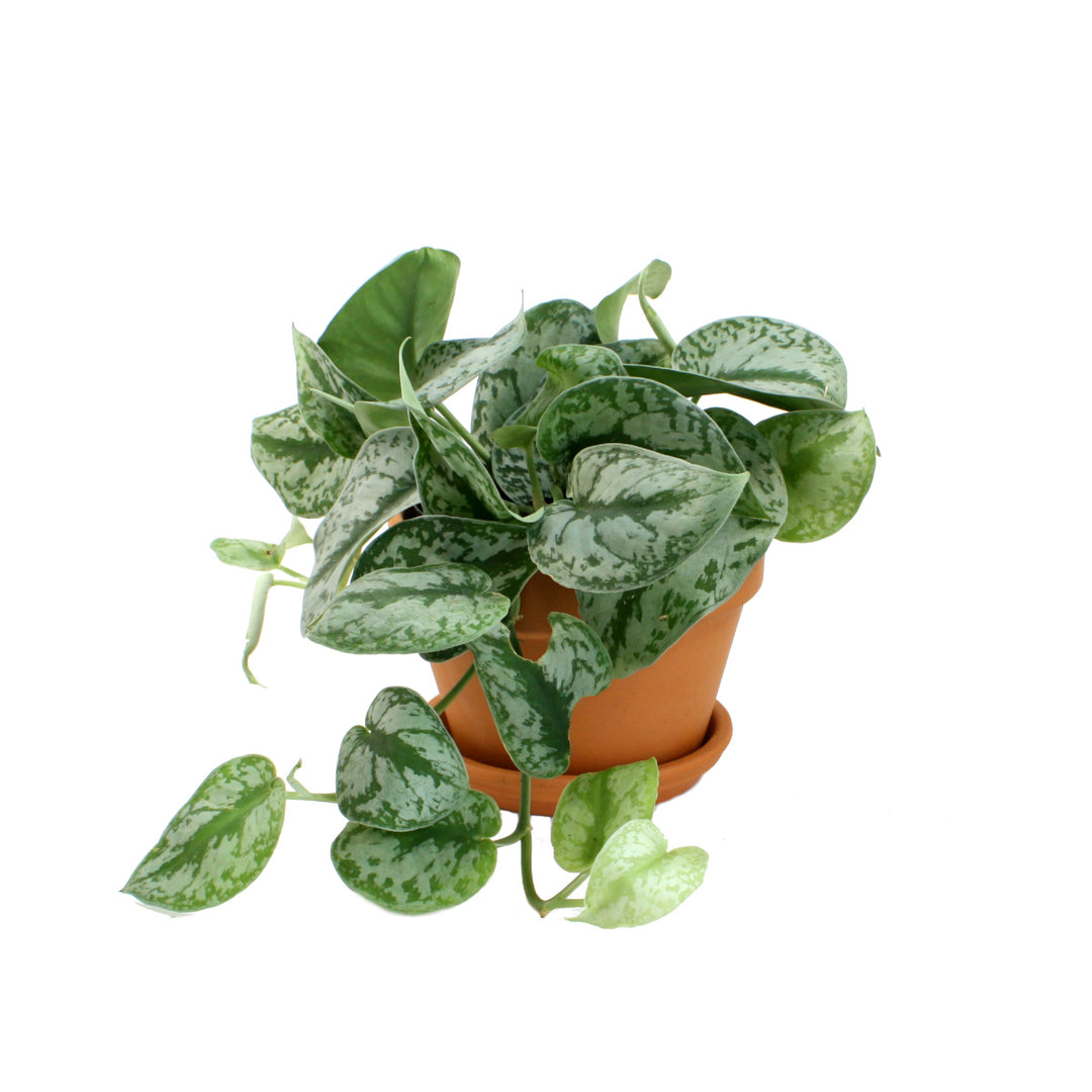 Pothos - Silver Splash - Shop Online!