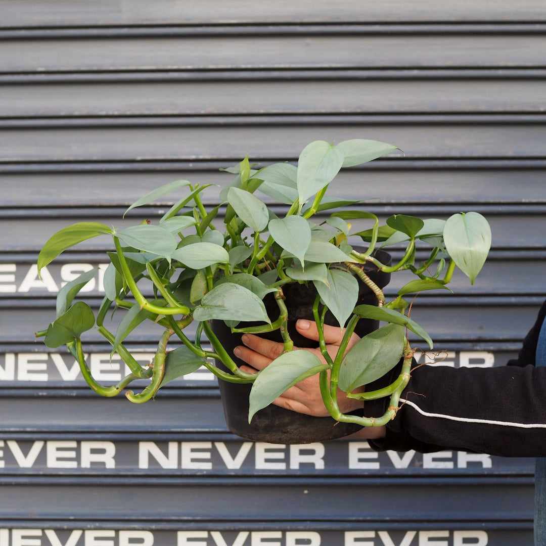 Philodendron - Silver Wings - Shop Online!