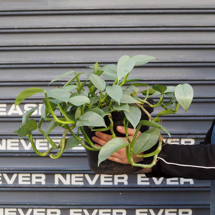 Philodendron - Silver Wings - Shop Online!