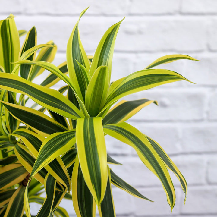 Dragon Tree - Song of India - LARGE - Shop Online!