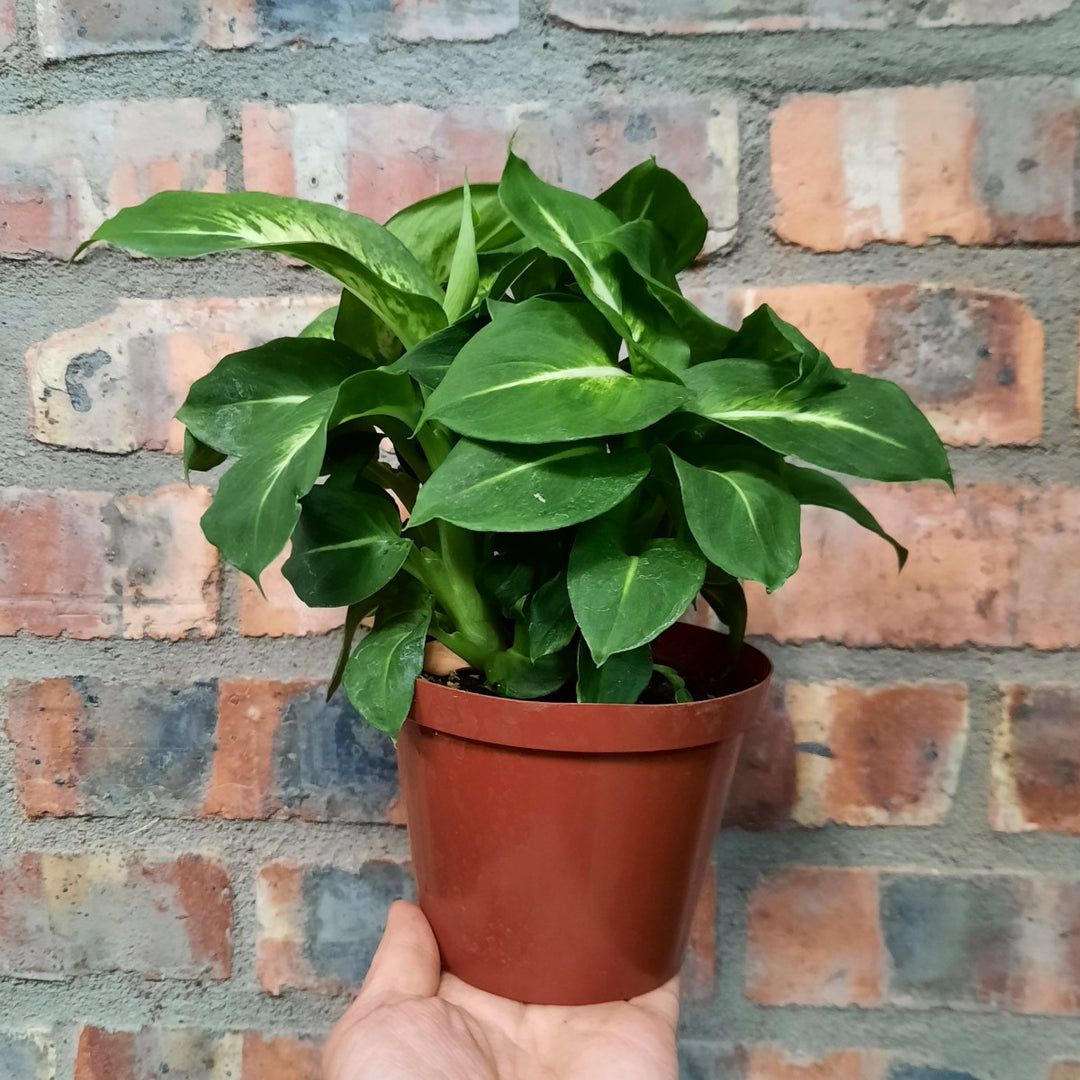 Dieffenbachia - Sublime - Shop Online!