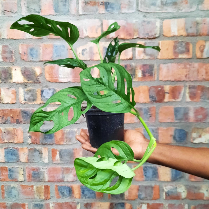 Swiss Cheese Plant - Shop Online!